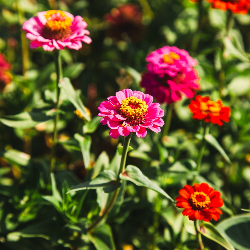 flowers grow in an urban garden in the Rexdale SNAP neighbourhood