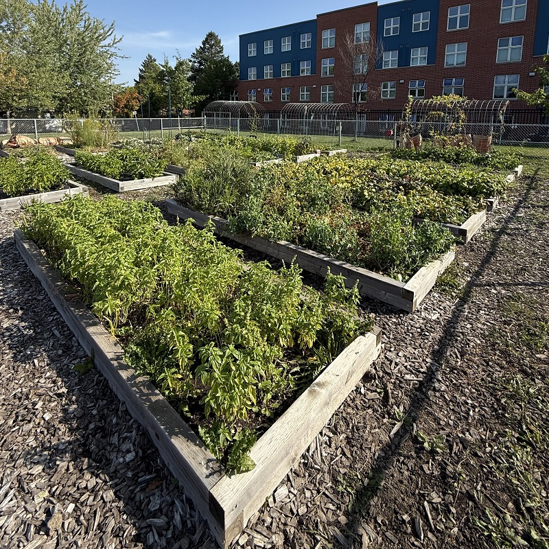 an allotment garden in Rexdale