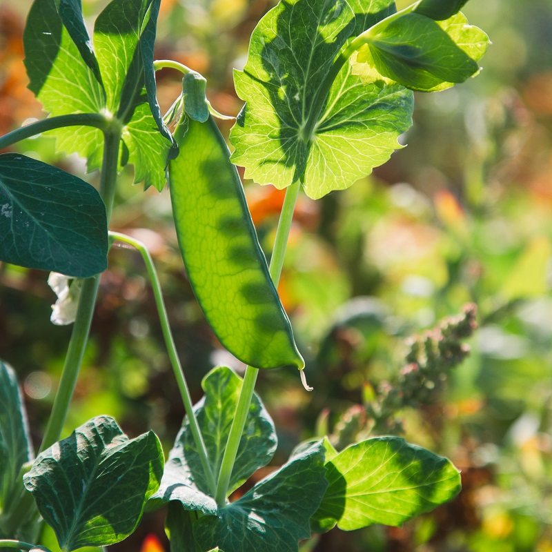 vegetables grow in an urban garden in the Rexdale SNAP neighbourhood