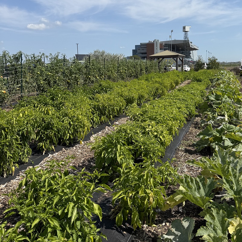 an urban agriculture project site in Rexdale