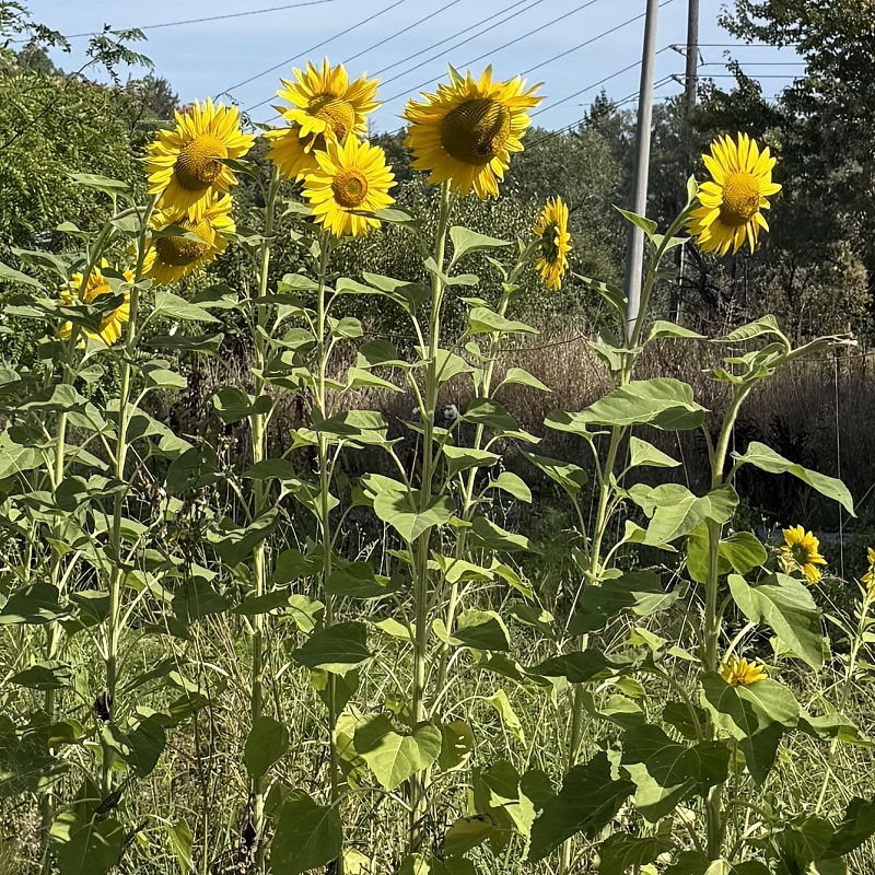 sunflowers grow in an urban allotment garden