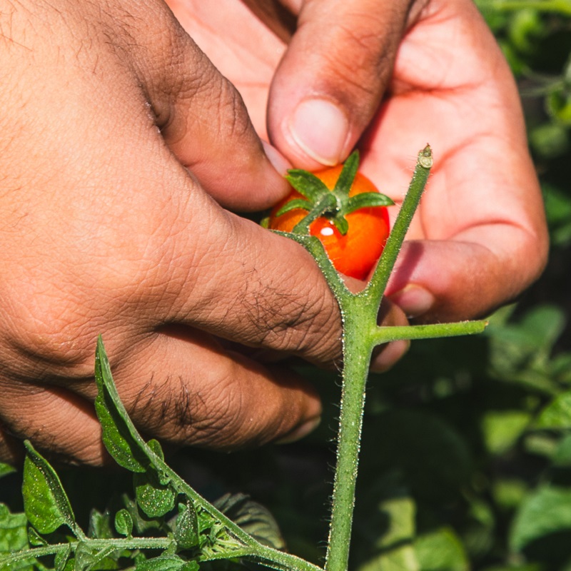 a community member harvests vegetables at a Rexdale SNAP urban agriculture project site