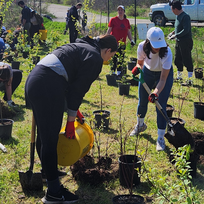 volunteers take part in a TRCA community stewardship tree planting event