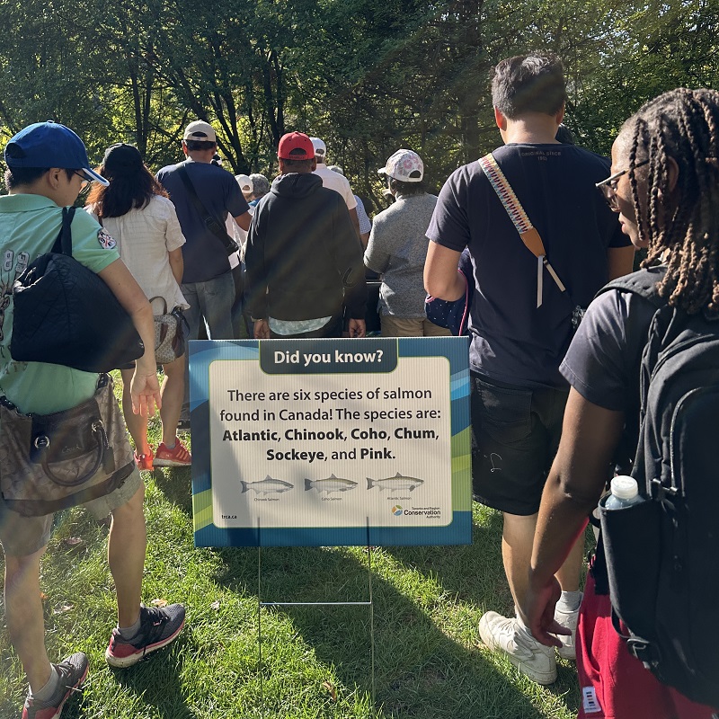 community members take part in a guided walk at the TRCA Adventures of Salmon event at Morningside Park