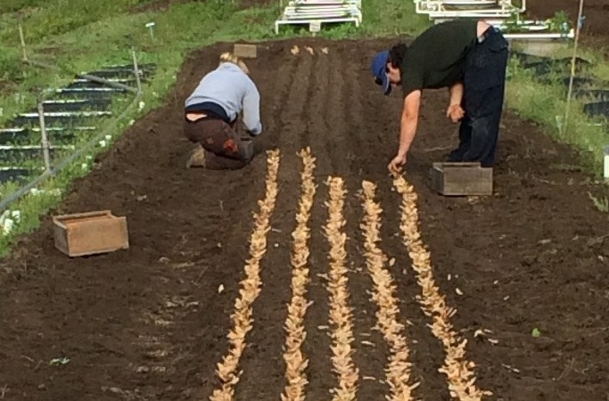 TRCA Nursery team members sowing Silver Maple seed soon after collection