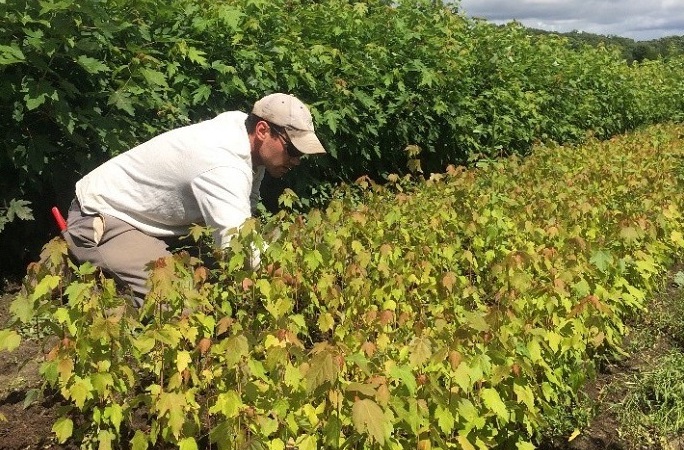 a TRCA Nursery team member inspects late summer silver maple seedlings 