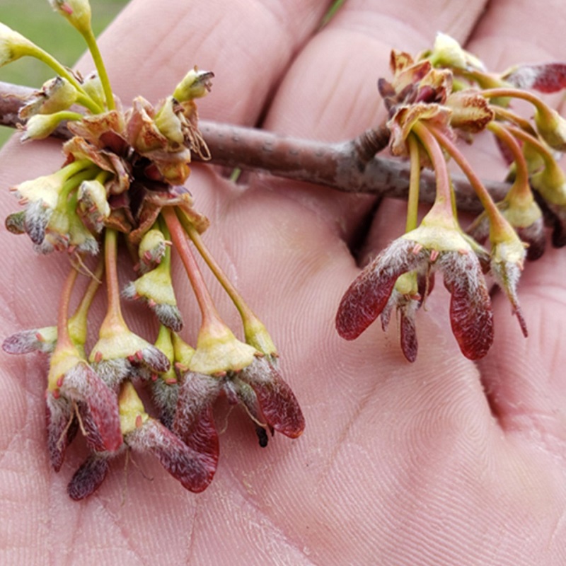 a TRCA Nursery team member scouts for red maple seed