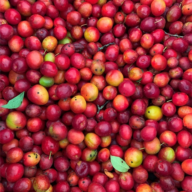 a bin full of Canada plum