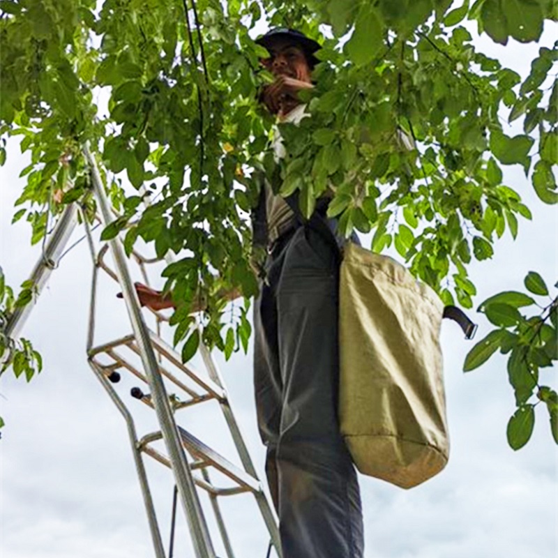 a TRCA Nursery team member collects black cherry seed