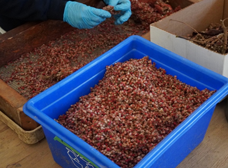 a TRCA Nursery team members uses sieves and screens to sort seeds