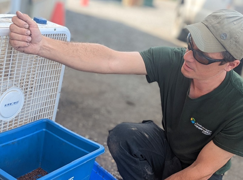 a TRCA Nursery team member uses a fan to winnow seeds