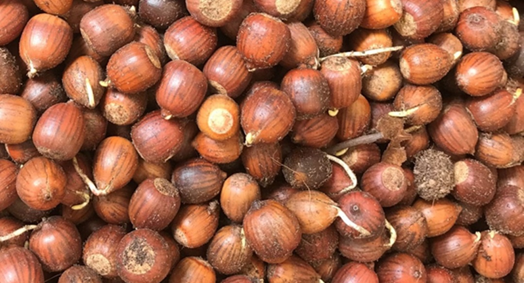 Bur Oak acorns starting to germinate during storage
