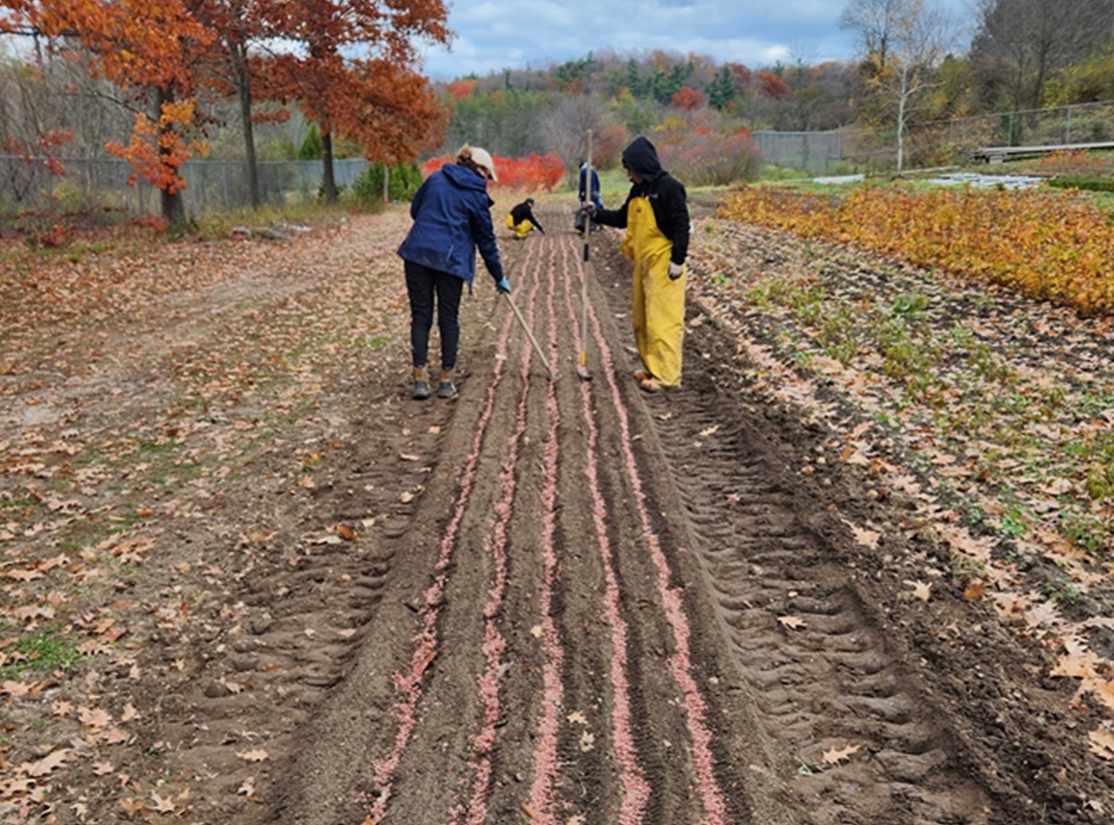 TRCA Nursery team members sowing Staghorn Sumac seed