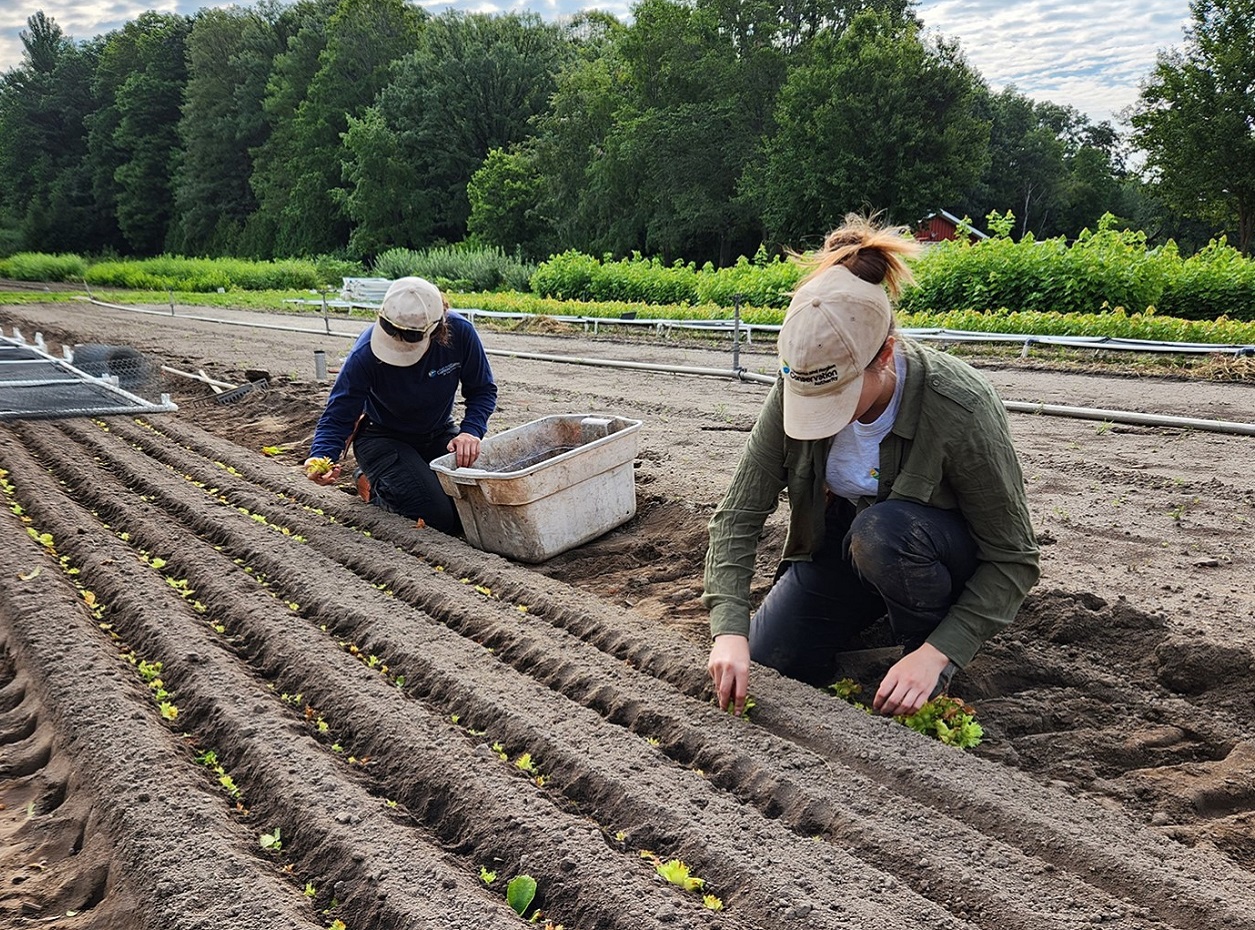 TRCA Nursery team members sowing American Hazelnuts