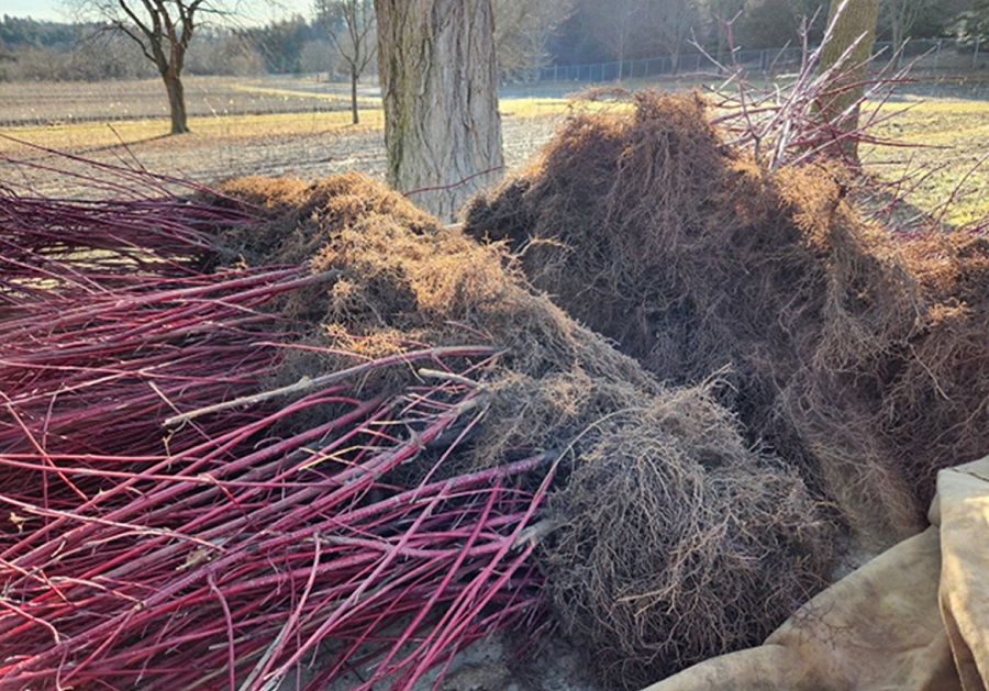 Lifted shrubs are graded and shipped out on restoration projects