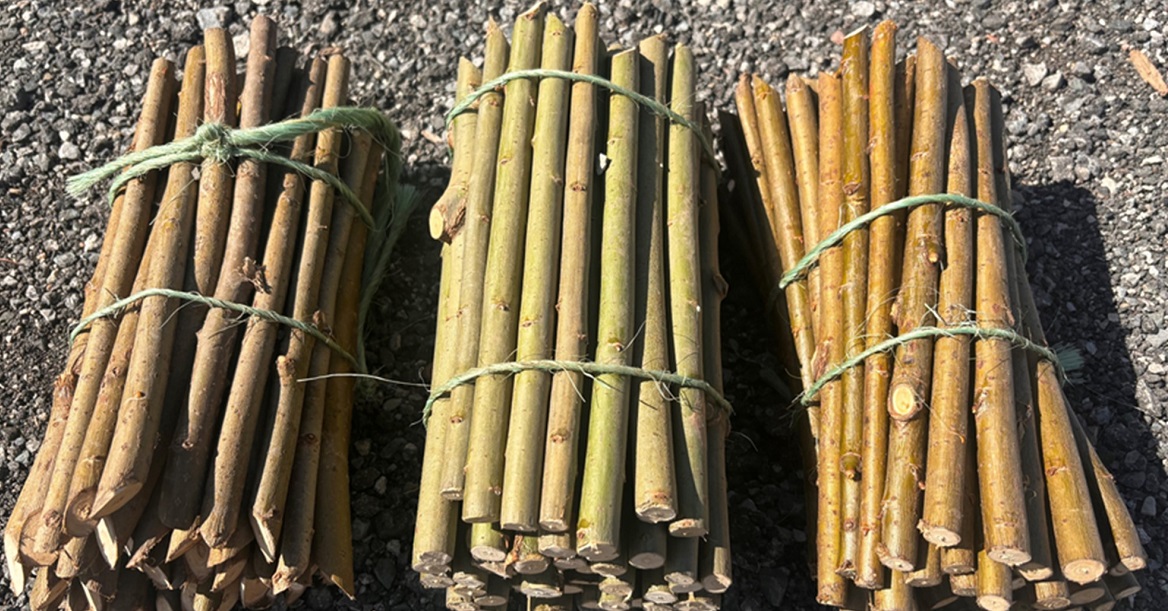 three bundles of willow stakes