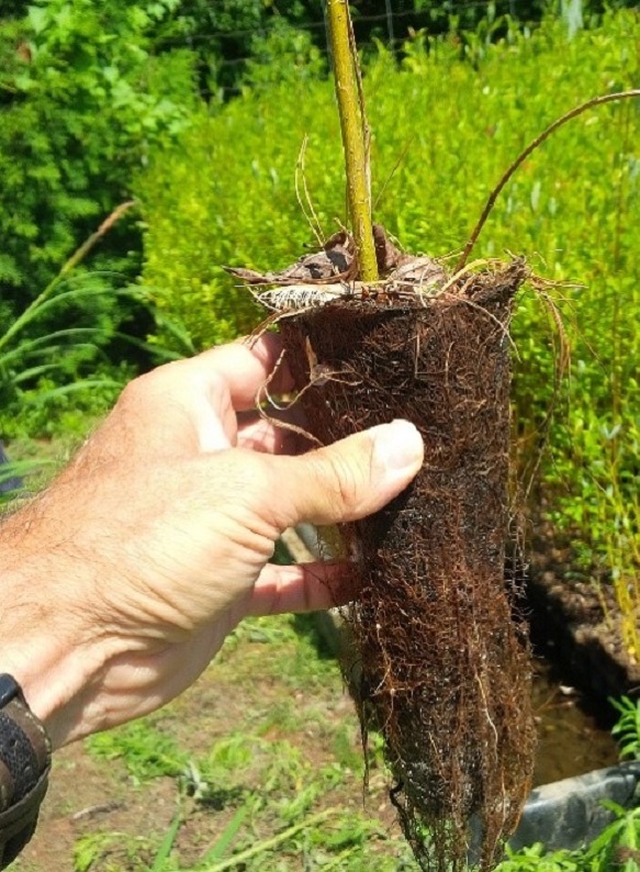 Willow Bio-plug rooted in a coco-fibre pot