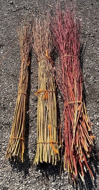 bundles of willow and dogwood canes