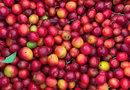 a bin full of Canada Plum awaits seed processing