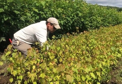 a TRCA nursery team member inspects late summer silver maple seedlings