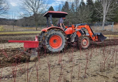 A TRCA nursery team member riding a tractor lifts Red Osier Dogwood Shrubs