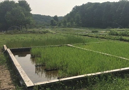 a tank at the TRCA nursery used for aquatic plant production