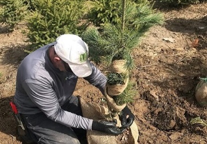 a TRCA nursery team member tends to a conifer seedling