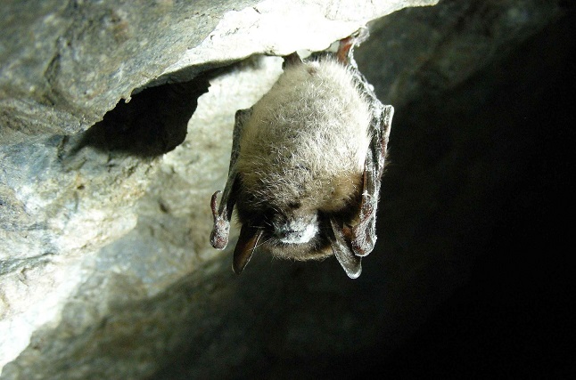 a bat hangs upside-down in a darkened cave