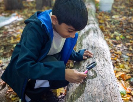 a student at the Nature School at Kortright Centre uses a magnifying glass to study tree bark