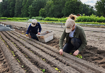 TRCA Nursery team members sowing American Hazelnuts