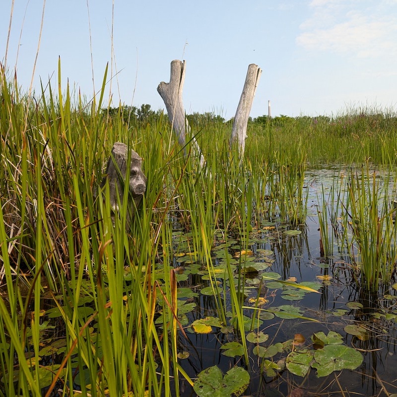 a wetland habitat at Tommy Thompson Park