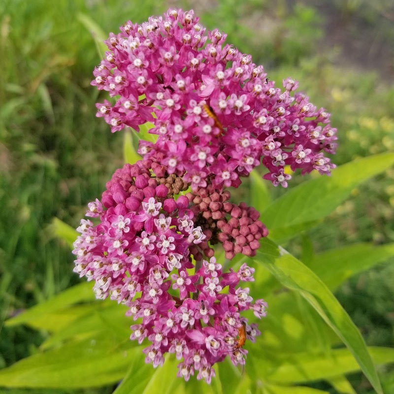 a swamp milkweed plant spotted at Tommy Thompson Park