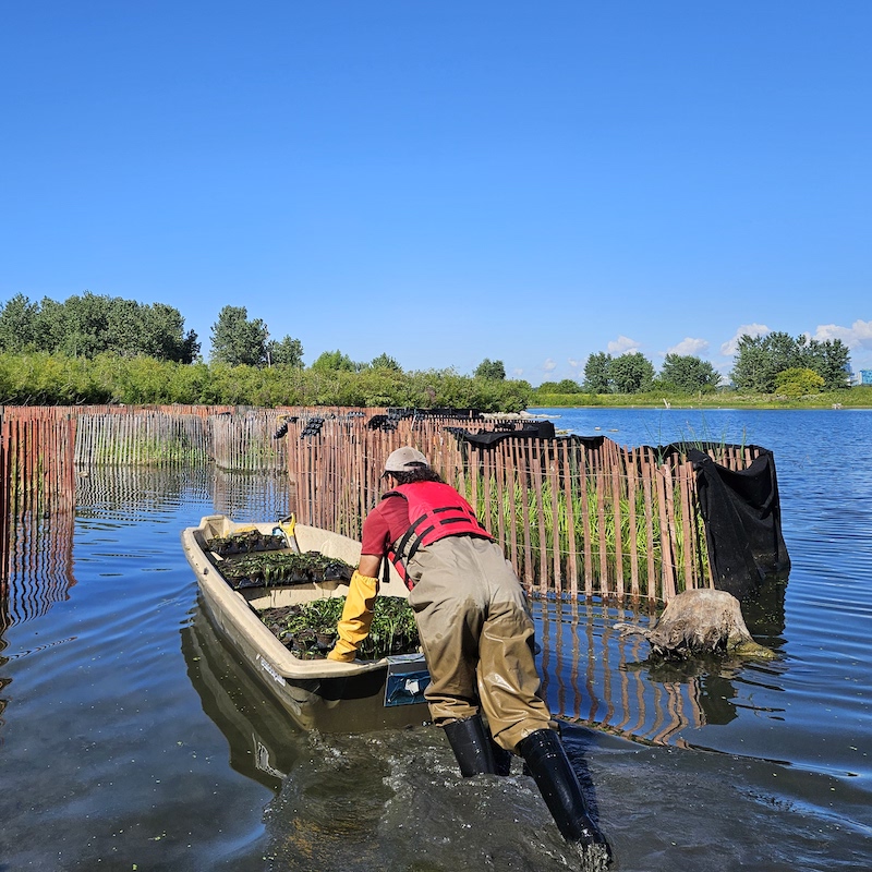 a TRCA team member works on a wetland restoration project at Tommy Thompson Park