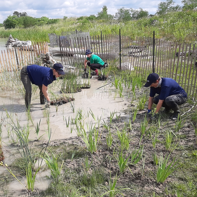 TRCA team members work on a wetland restoration project at Tommy Thompson Park