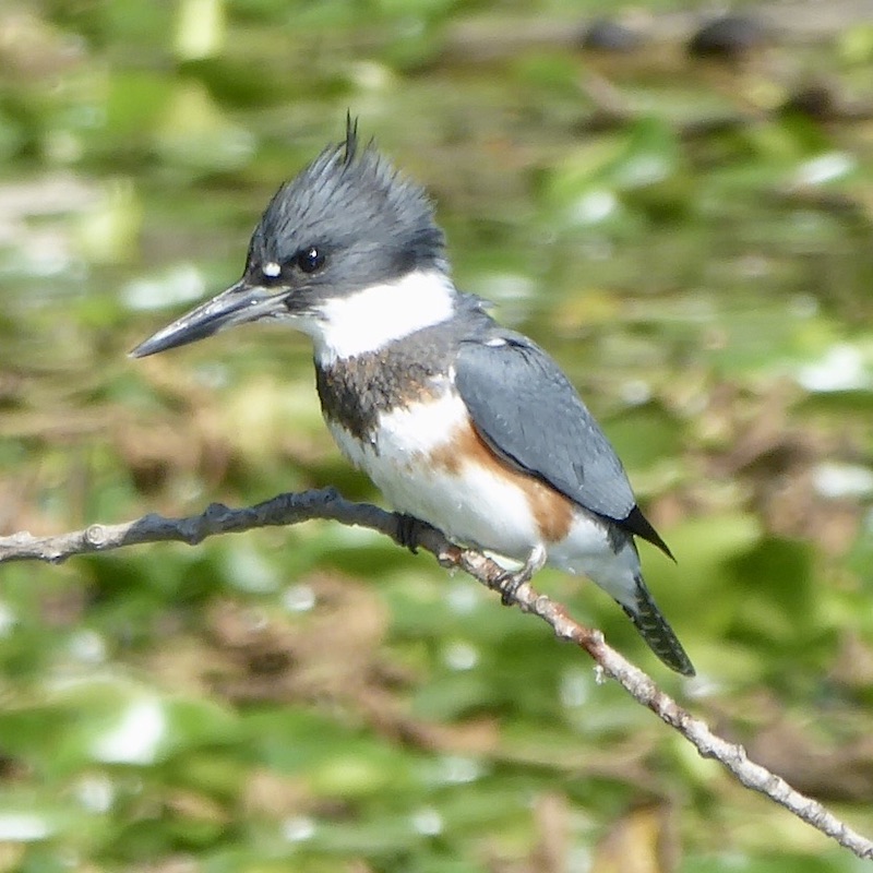 a belted kingfisher spotted at Tommy Thompson Park