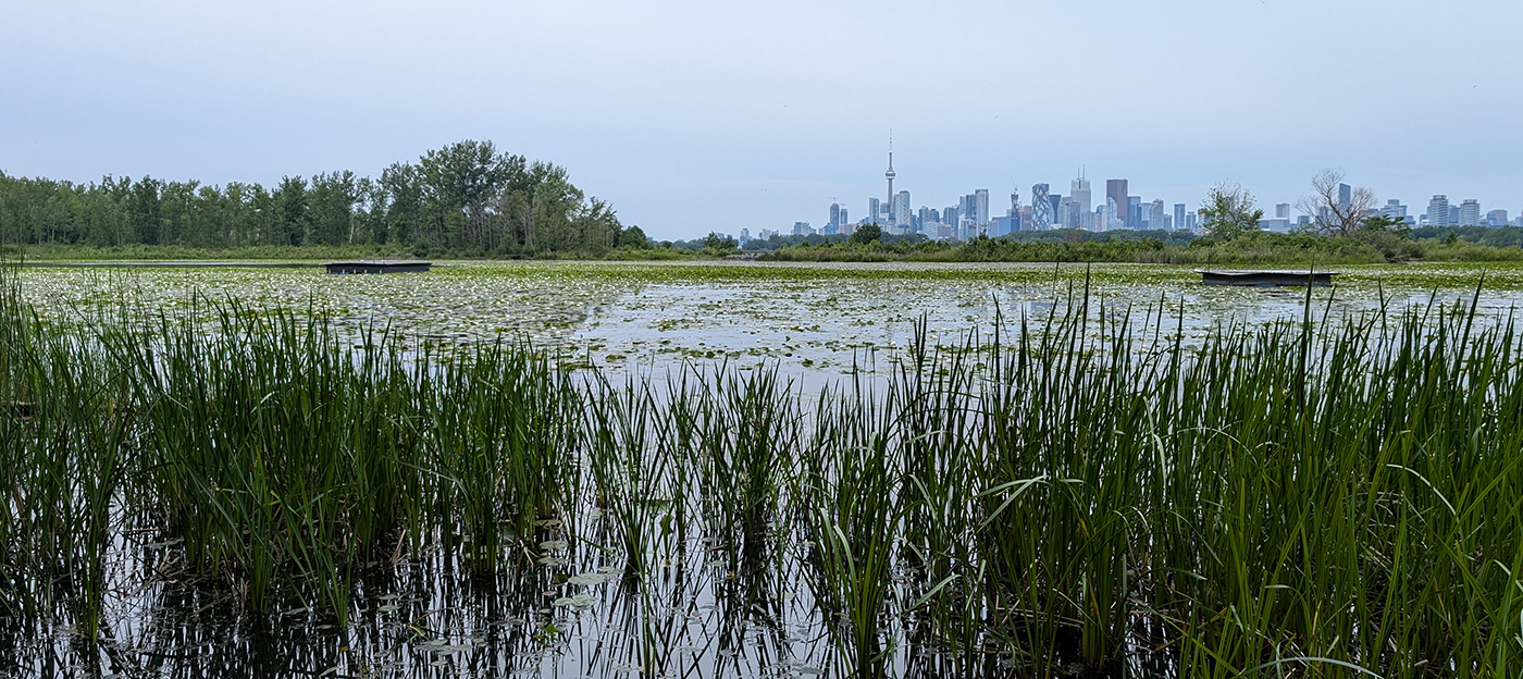 a view of the Embayment D wetland area at Tommy Thompson Park
