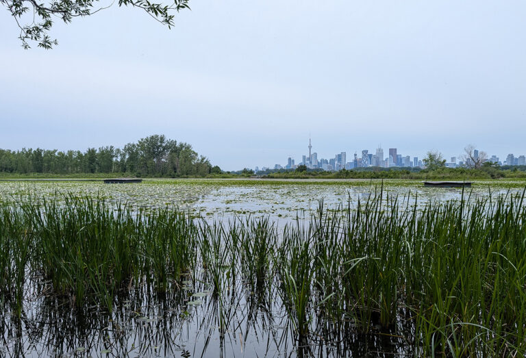 a view of the Embayment D wetland area at Tommy Thompson Park