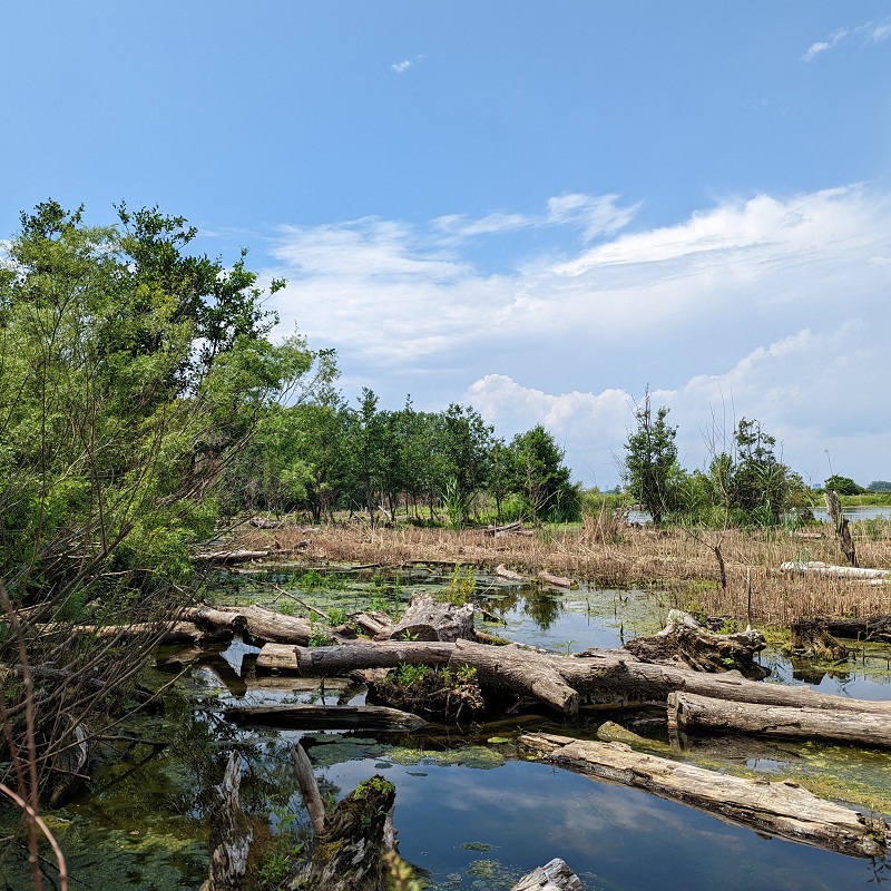 a wetland habitat at Tommy Thompson Park