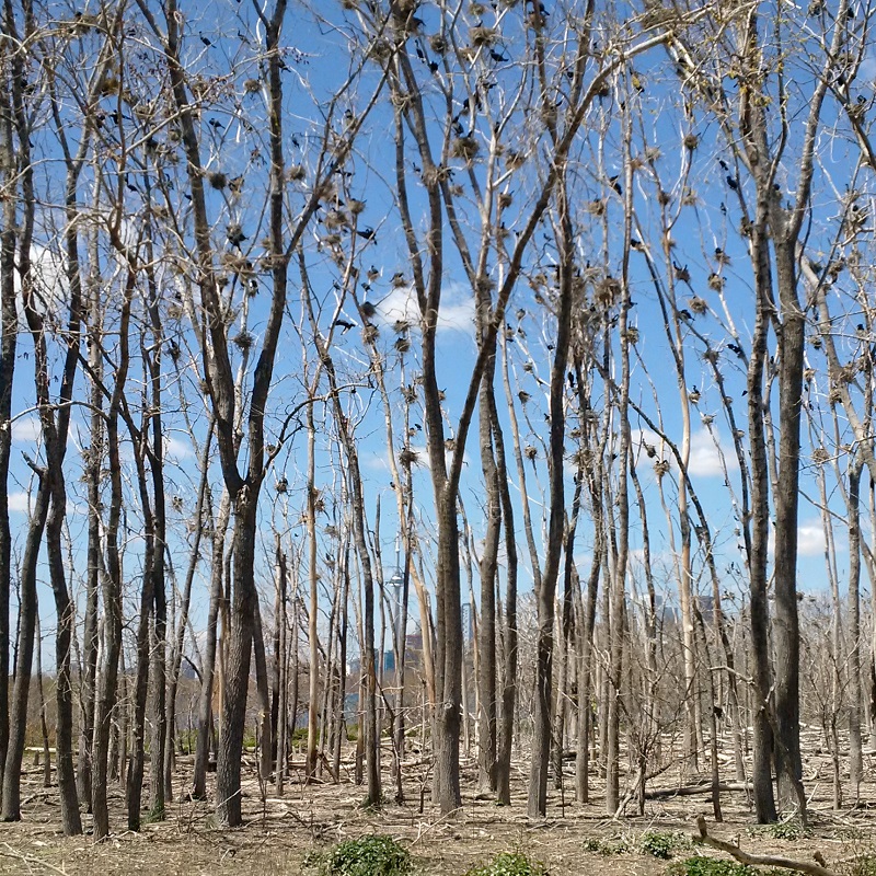 a stand of tall trees at Tommy Thompson Park