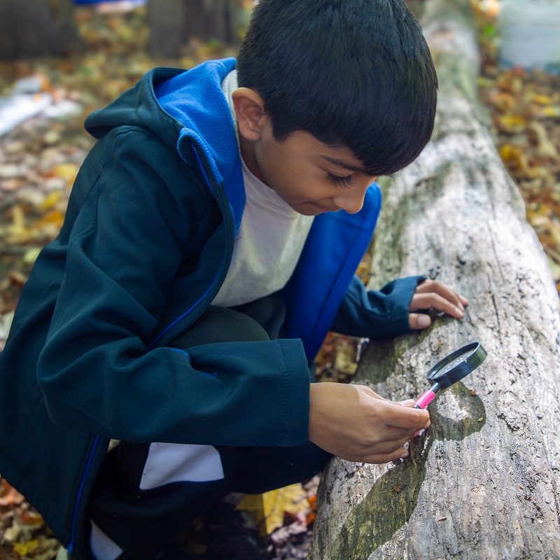 a student at the Nature School at Kortright Centre uses a magnifying glass to study tree bark