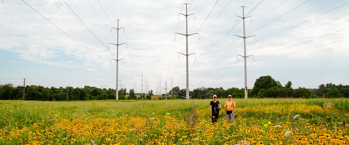 TRCA team members conduct meadow restoration work at The Meadoway in Scarborough