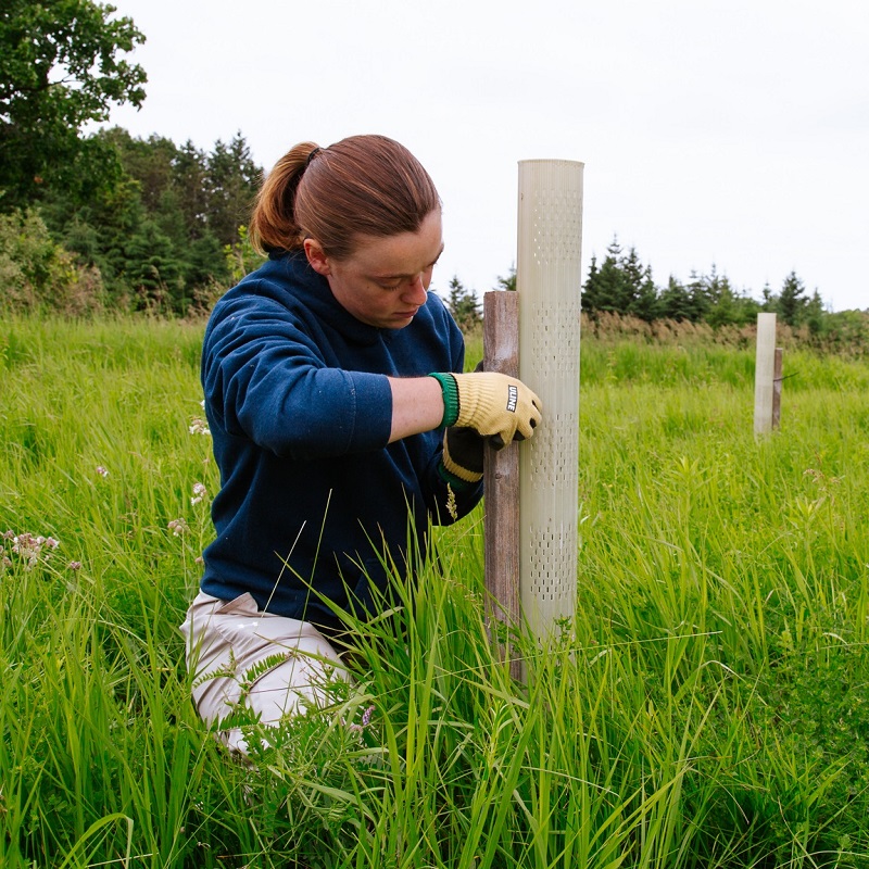 a TRCA Restoration and Resource Management team member monitors the health of recently planted trees