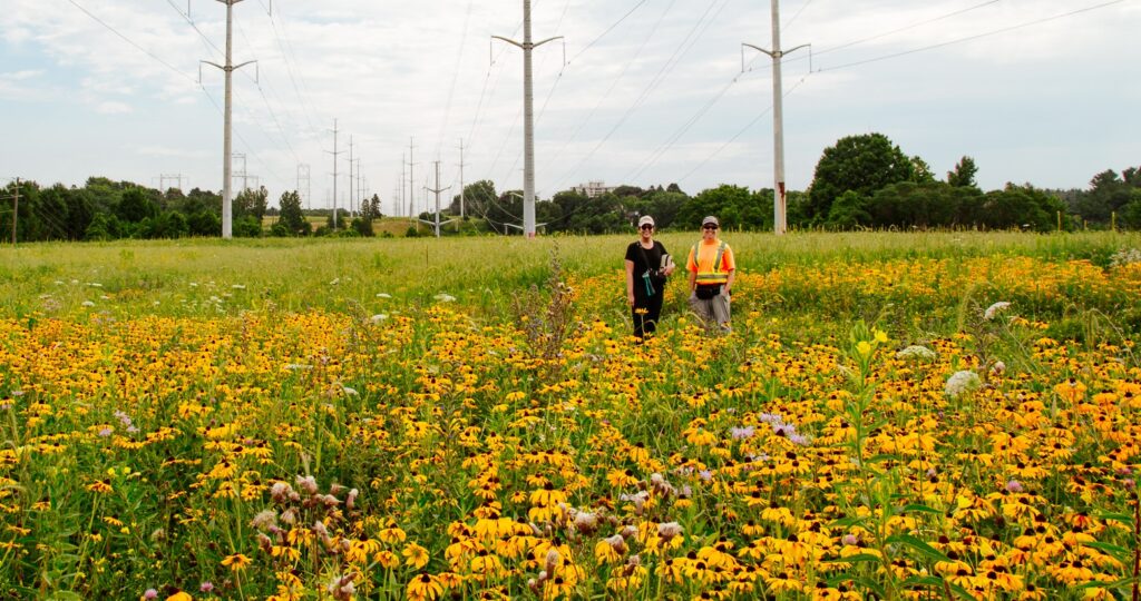 TRCA team members conduct meadow restoration work at The Meadoway in Scarborough