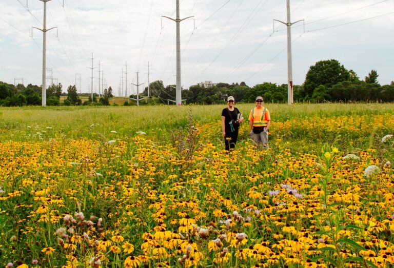 TRCA team members conduct meadow restoration work at The Meadoway in Scarborough