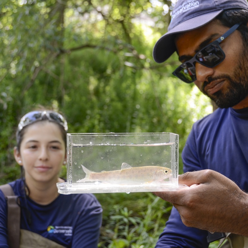 TRCA ecosystem science team members monitor fish populations and habitats