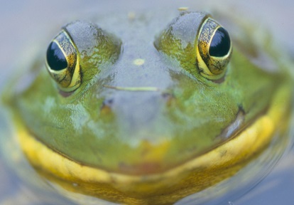 a frog pokes its head above the surface of a pond