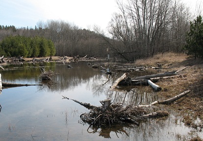 a wetland area in the Nashville Conservation Reserve