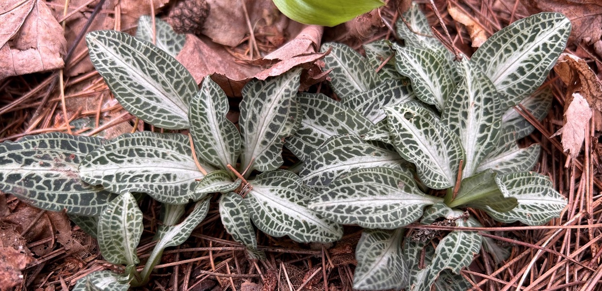 Downy rattlesnake-plantain