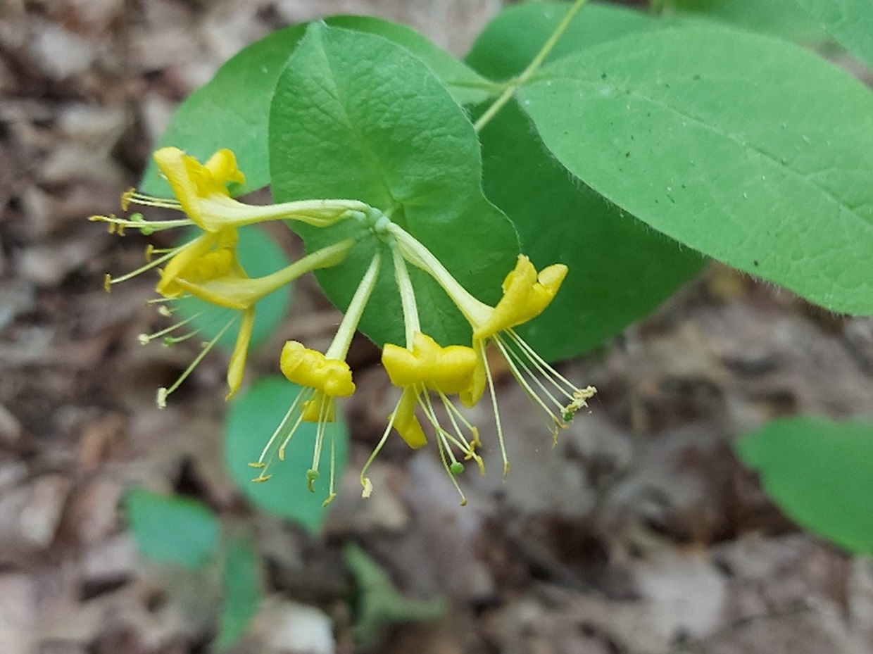 hairy honeysuckle