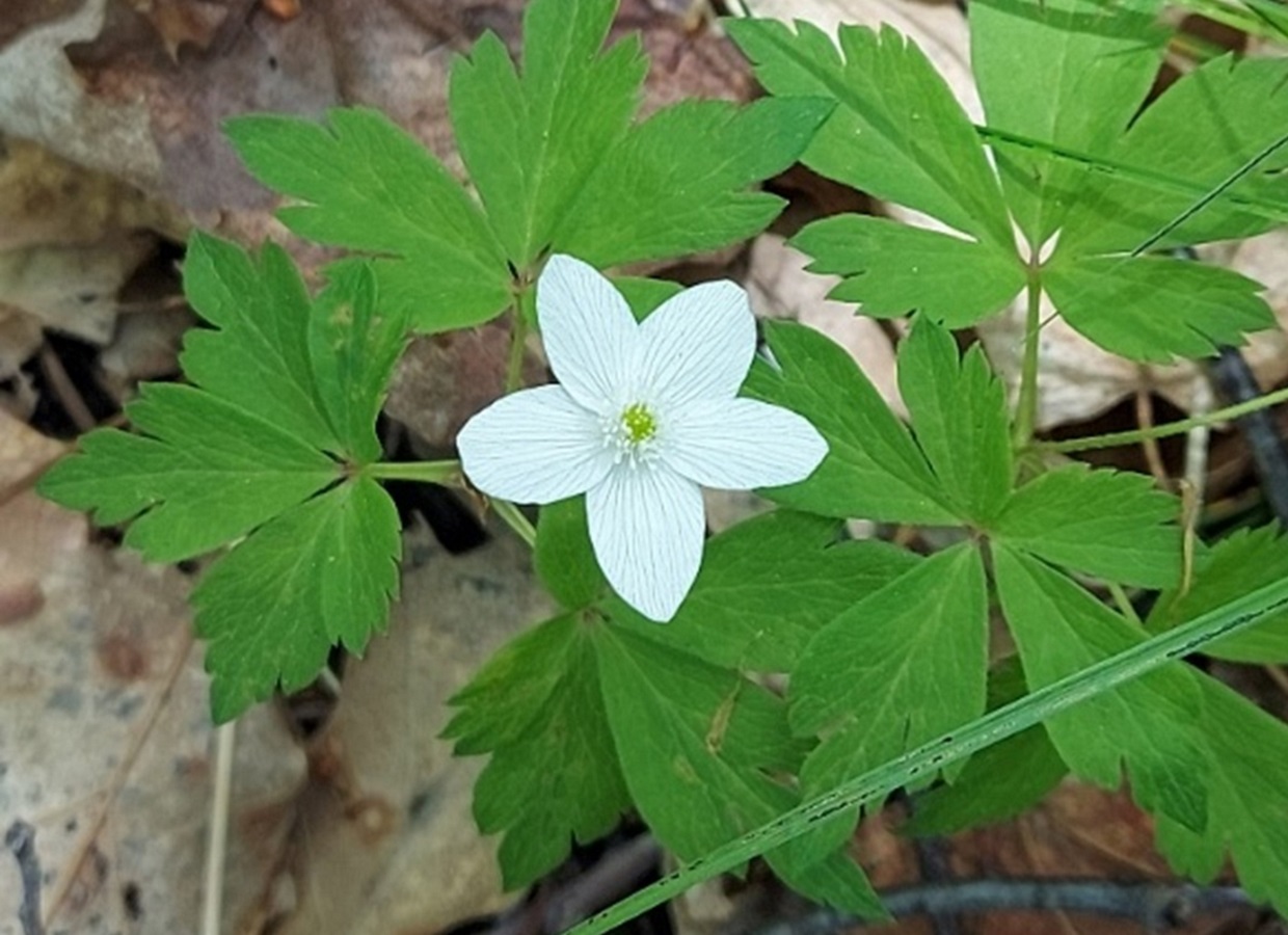 Wood anemone